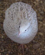 12 Coturnix Quail Hatching Eggs, Fun Colors, NPIP, Free Shipping