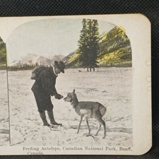 Vintage Stereoview Hand Feeding Antelope Canadian National Park Baniff Canada
