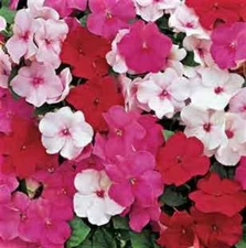 50 Peppermint Mix Impatients Seeds Flower Seed Flowers Annual Bloom 421