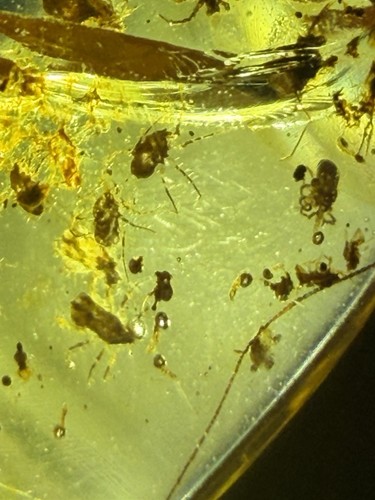 A large group of ticks  burmite Cretaceous Amber fossil dinosaurs era