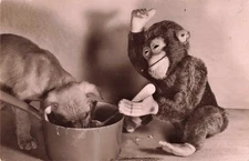 Vintage Foy Paris RPPC Monkey Doll & Kitten Drinking Scene Photo Postcard France