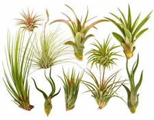ItBlooms  Rainforest Grown 10 Pack Assorted Air Plants - Live Tillandsia 
