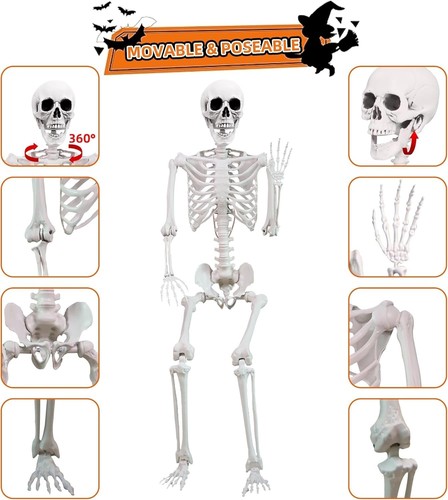5.4ft Halloween Skeleton Poseable Skeleton Life Size Full Body Human Skeleton US - Picture 2 of 7
