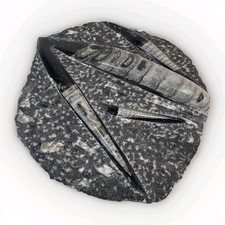 Orthoceras Plate 11” X 9” Polished Devonian Fossils 5.5 Pounds