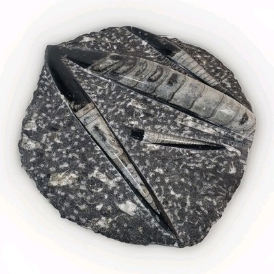 Orthoceras Plate 11  X 9  Polished Devonian Fossils 5.5 Pounds