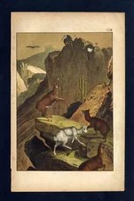 The Andes Mountain Range, Llama And Pacos, Great Condor Engraving From 1880