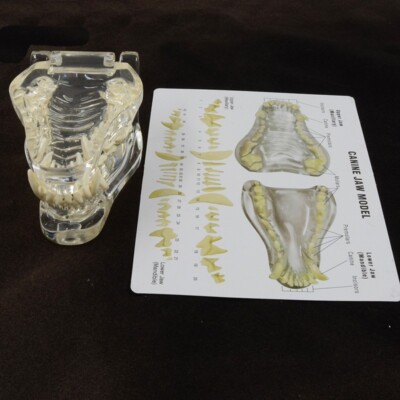 Transparent Dog Teeth Anatomy Model Canine Jaws Veterinary Teaching With Card