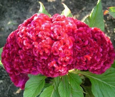 COCKSCOMB CARMINE DWARF Celosia Cristata Nana Jessica - 120 Bulk Seeds