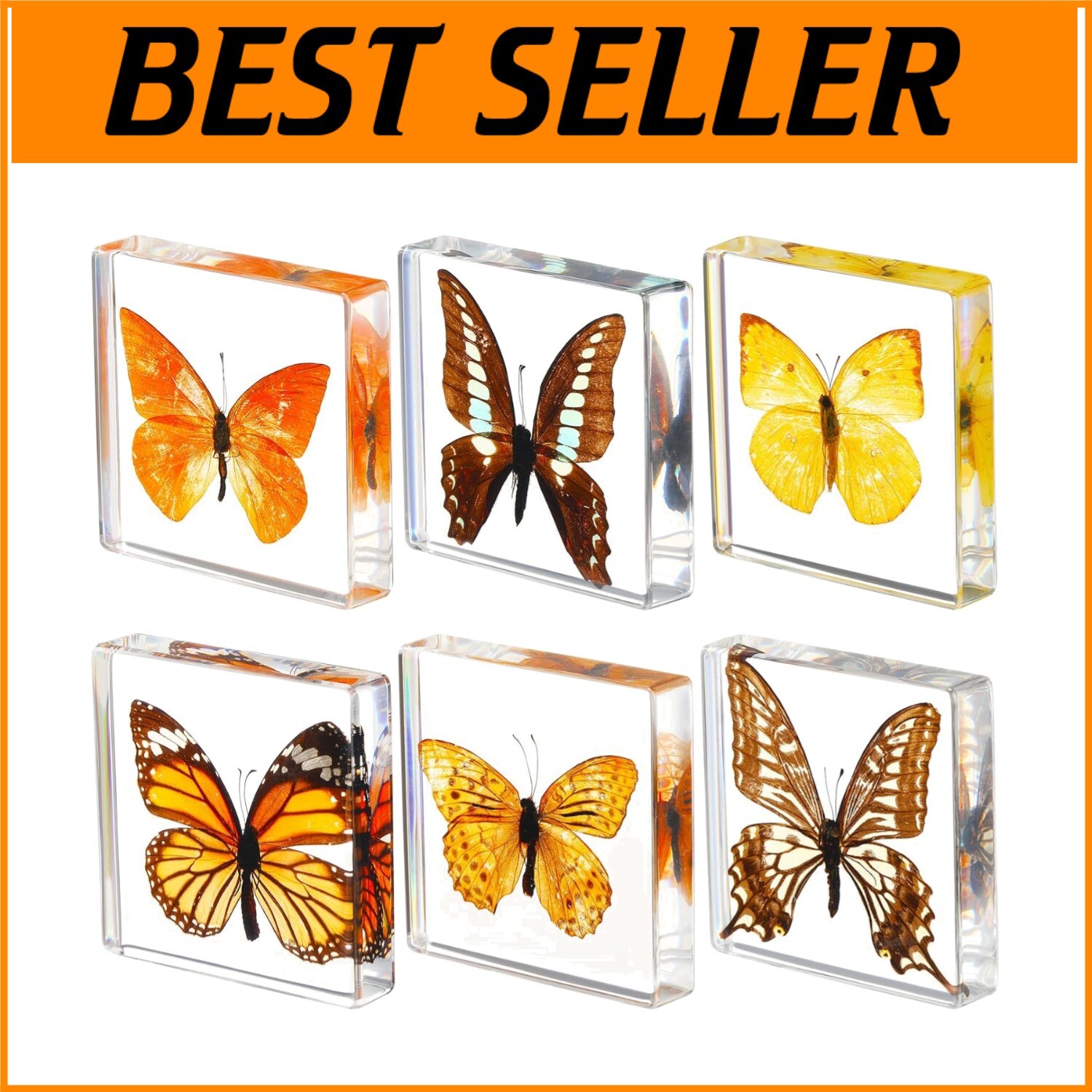 Vibrant Butterfly Specimen Display - Set of 6 Resin Paperweights for Gifting