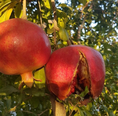 Akko Pomegranate Seedss (Punica granatum) for Planting