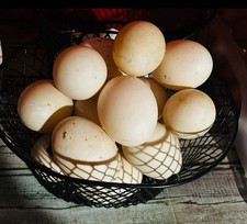 6 Fertile BYM Hatching Duck Eggs