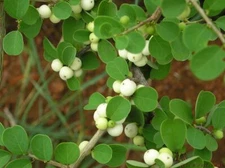 Securinega leucopyrus KATUPILA Shrub Seeds!