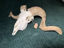 Real Merino RAM SKULL Blonde Double Curl Horns 27.5” Removable Horns Taxidermy