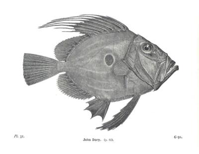 Schöner John Dory Fisch Buchdruck / Teller auf Papier. 80+ Jahre alt
