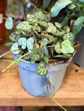 Ceropegia woodii - String of Hearts 9cm Pot - Ideal for Hanging Pot House Plant