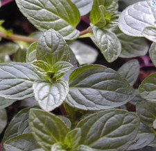 Chocolate Mint  - Aromatic Flowering Herb plant 9cm Pots multi discount