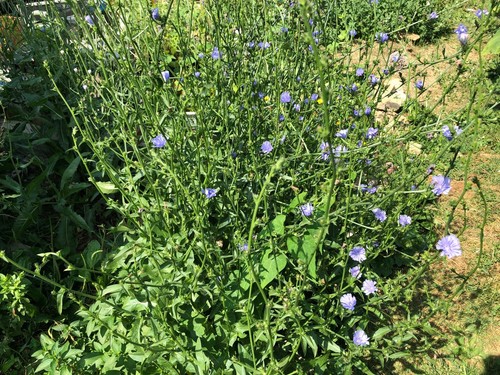 Organic Chicory Cichorium Intybus Perennial Medicinal Herb~2022 Seeds/Stratified - Picture 5 of 7
