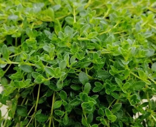 Herb plants, garden ready, 9cm pots lots of choice - Picture 185 of 298