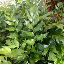 Cyrtomium Japanese Holly Fern 5cm Plug Plants x3 Evergreen Shade
