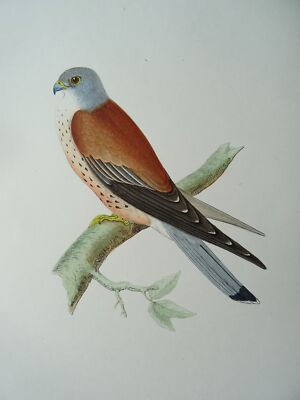 c1870 Antiker Druck THE LESSER KESTREL Geschichte der britischen Vögel von F.O. Morris