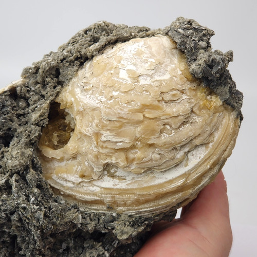Ruck's Pit Calcite Clam Fossil - Mercenaria permagna - Ft. Drum, Florida