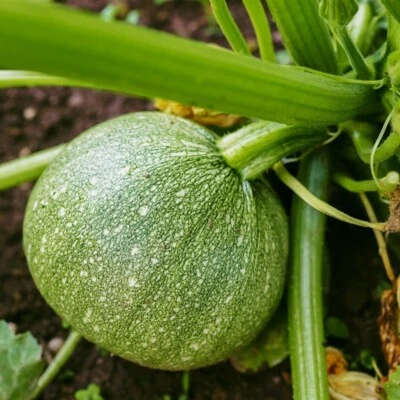 VALLEY VIEW RANCH Zucchini Summer Squash Round Ball - GMO FREE /Heirloom seeds/organically grown