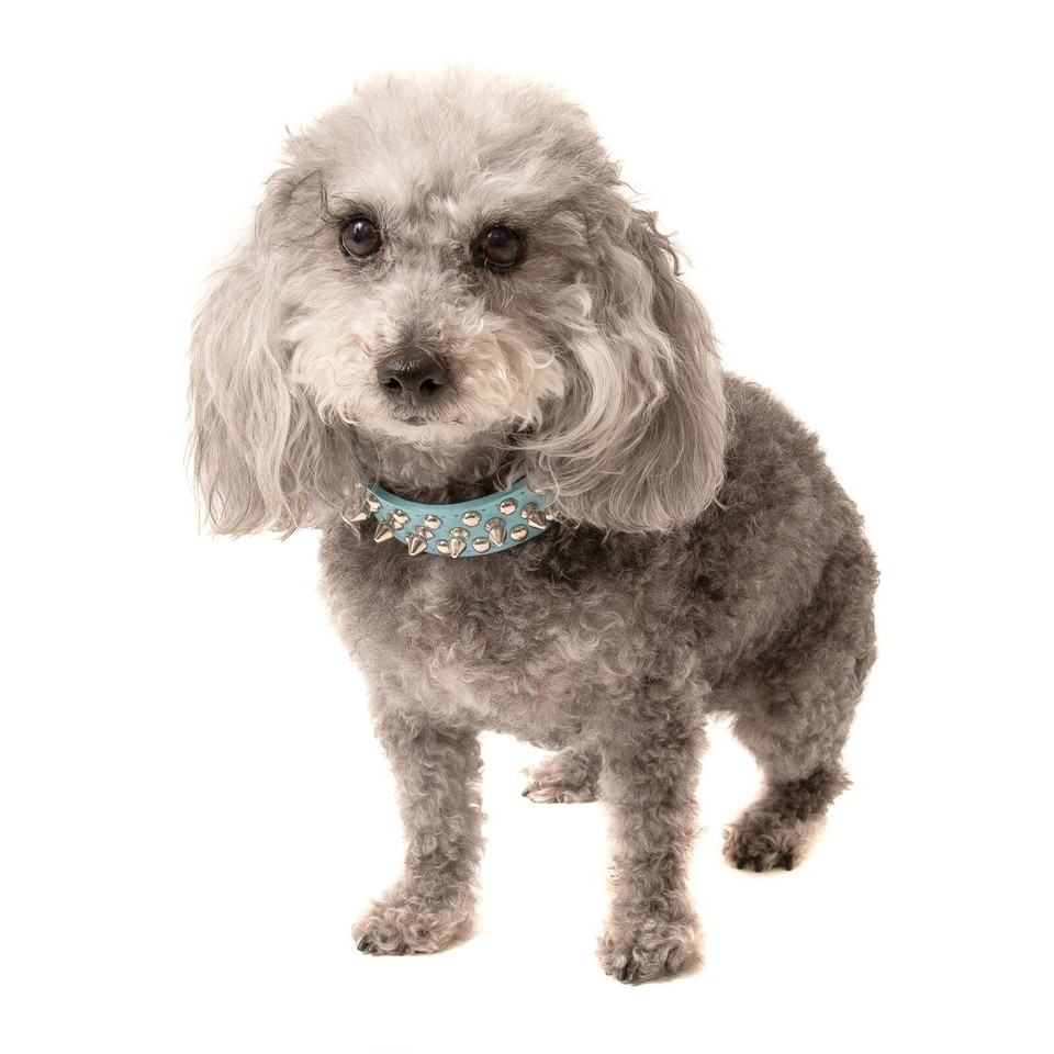 Small Dog Spiked Studded Rivets Dog Pet Leather Collar Small Can Go ...