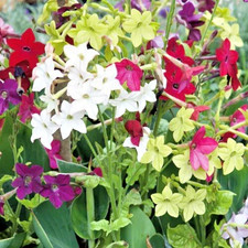 10,000 Jasmine Sensation Tobacco Seeds Fragrant Heirloom Nicotiana Alata