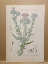 1886 ANTIQUE LITHOGRAPH ILLUSTRATION BOTANY FLOWER FLORA NATURE DECOR PICTURE...