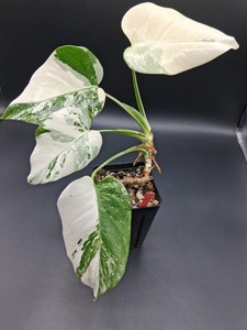 Monstera Deliciosa Variegated | eBay