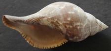 Vintage Aquatic Marine Beach Seashell Ocean Decor Life Nature
