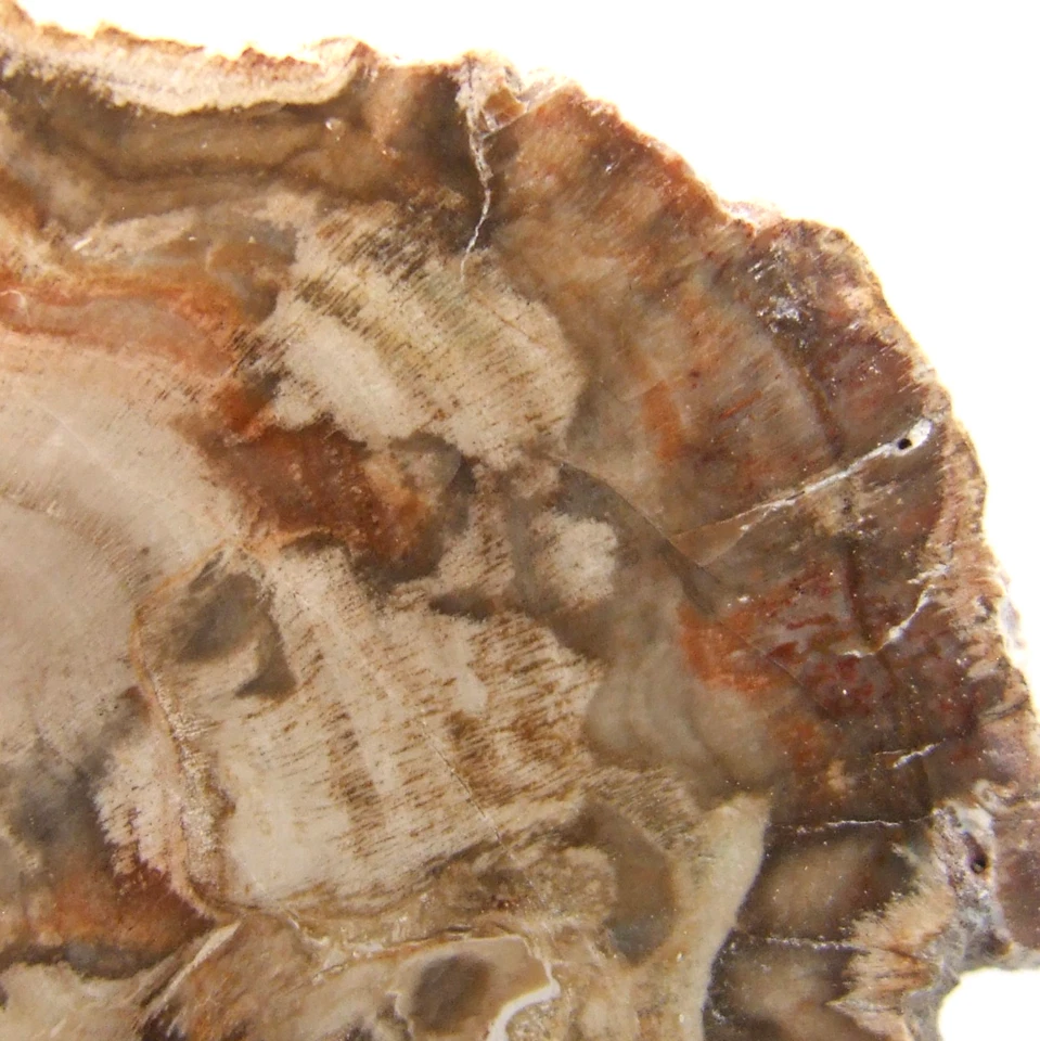 Fossil Petrified Wood Slice Madagascar Polished 5.5cm x 5cm 22g - Image 4 of 4