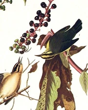 John James AUDUBON / Worm eating Warbler From The Birds of America Amsterdam