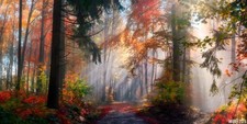 20'x10' Computer-painted Forest trail Autumn Wide Backdrop Background WBH103