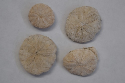 Fossil Sand Dollar Lot Astrodapsis Miocene Branch Canyon New Cuyama California