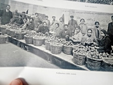 DUCROT CAFLISCH ARENELLA PALERMO società SOLFIFERA CATANIA FACCHIN Sikelia 1927