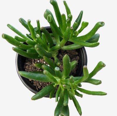 Gollum Jade Plant Live Finger/ Tube Shaped Succulent Crassula Ovata  'Gollum' | eBay