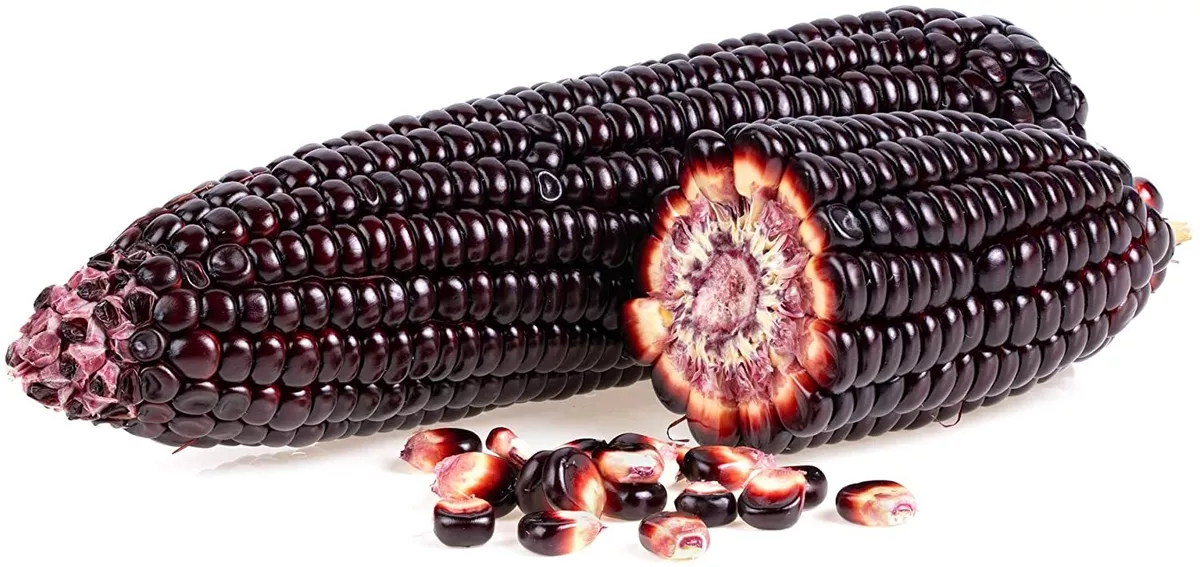 Purple 2024 popping corn