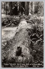 Real Photo Postcard  California Fallen Redwood Mill Creek State Park c1950 RPPC
