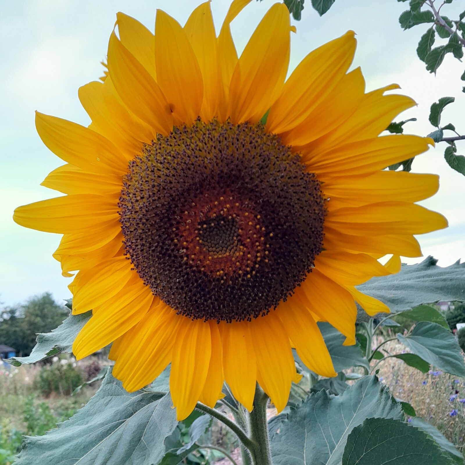 Black Magic Sunflower Seeds eBay