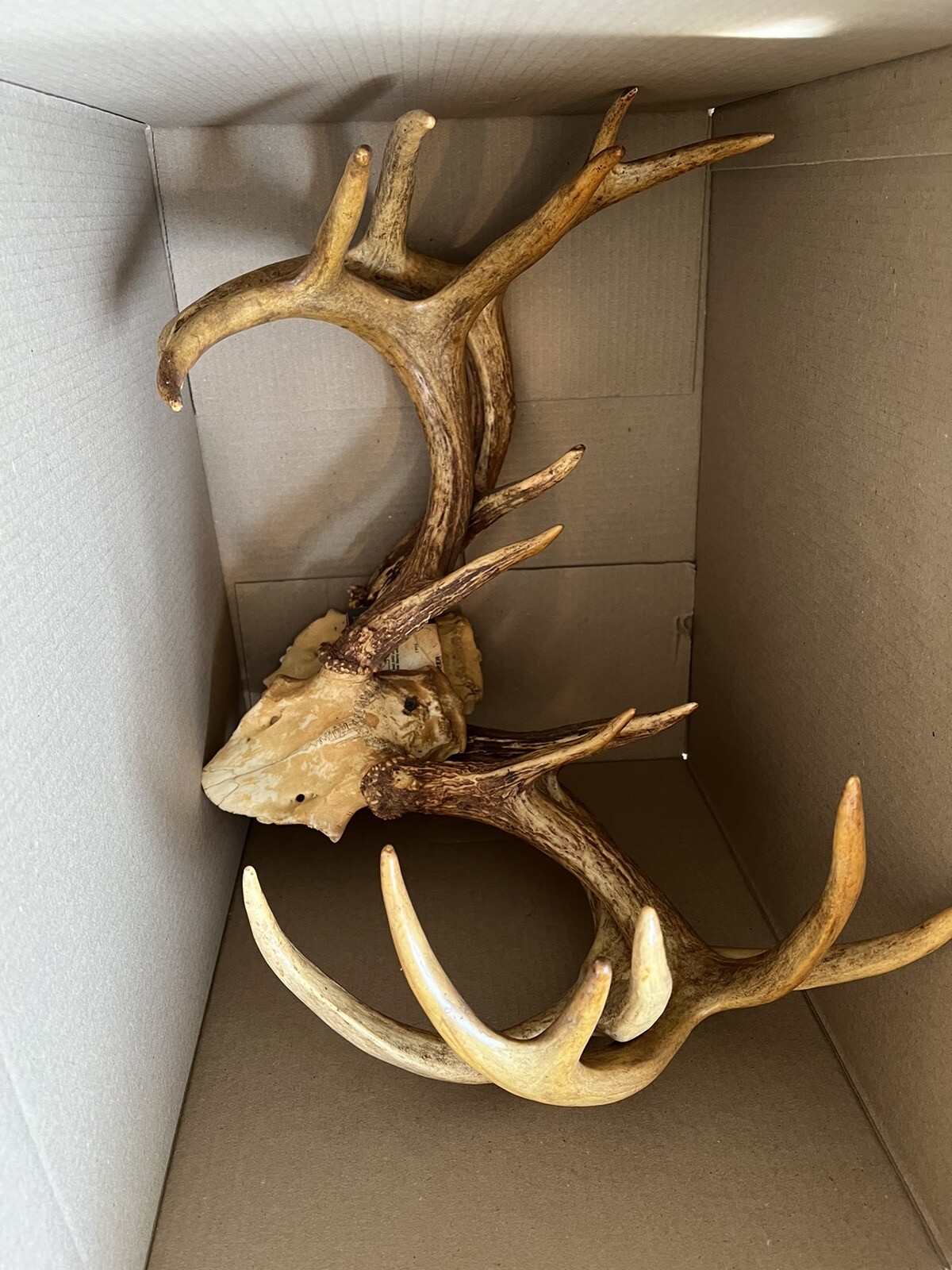 2 Huge Racks Whitetail Deer Skull Plate Antler Rack Cabin Mount