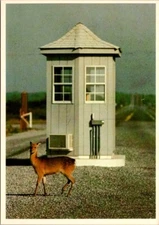 Assateague Island State Park Sika Deer Postcard