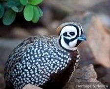 6 fertile Mearns quail Motezuma available to ship now