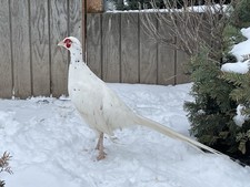 PRE-SALE 6 1 Alaskan Snow Pheasant Eggs READ DESCRIPTION Ships In April