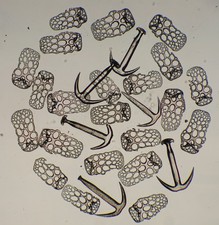  on The Hot Collector