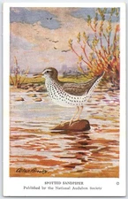 Vintage Spotted Sandpiper Bird Postcard by National Audubon Society