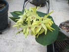 1 BIG DENDROBIUM BABY NOT BLOOM HAD 3 SPIKES OF HIGHLY SCENTED FLOWERS — photo 2