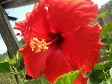 HAWAIIAN RED HIBISCUS PLANT CUTTING 2 - 4 Inches long Unrooted