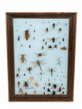 Vintage Framed Insect Specimen Collection Entomology Bugs Dragonflies Beetles Vintage Framed Insect Specimen Collection Entomology Bugs Dragonflies Beetles