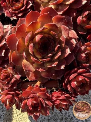 Sempervivum Mitchell's Gold , Züchter: J.E. Mitchell (USA), 1 Kindel, Hauswurz